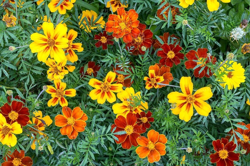 Yellow and orange marigolds