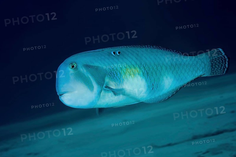 Pearly Razorfish