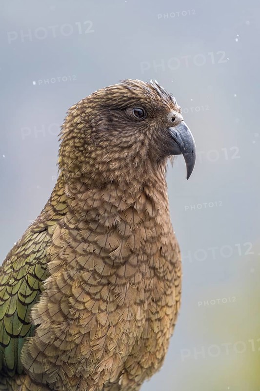 Kea