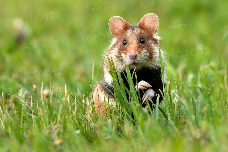 European hamster