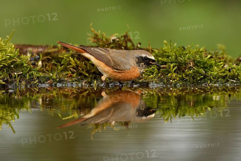 Common redstart