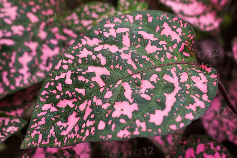 Close-up of pink and green Polka-dot plant