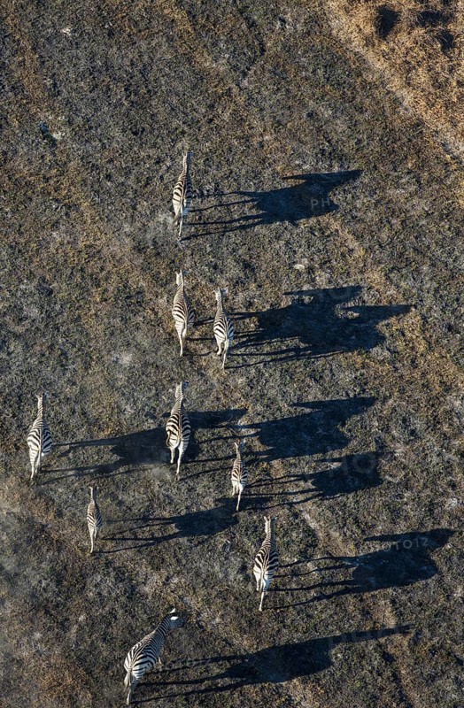 Burchell's Zebra