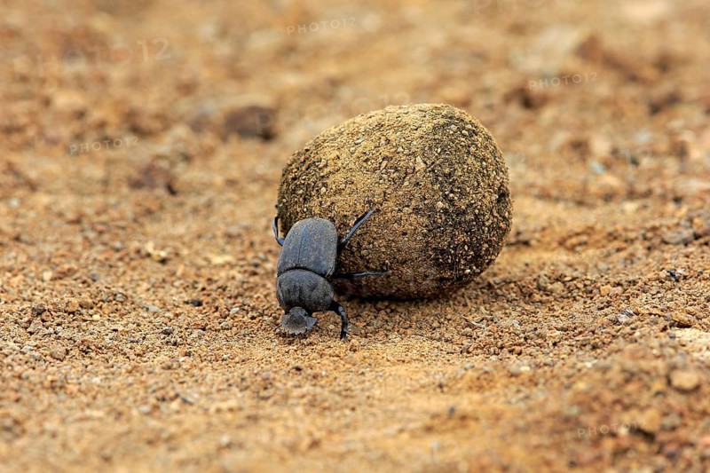 Dung beetle