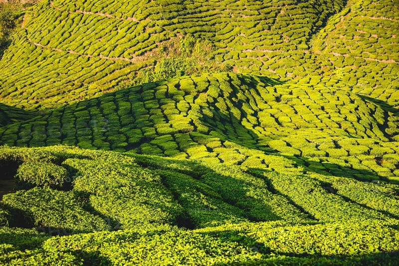 Hilly landscape with tea plantations