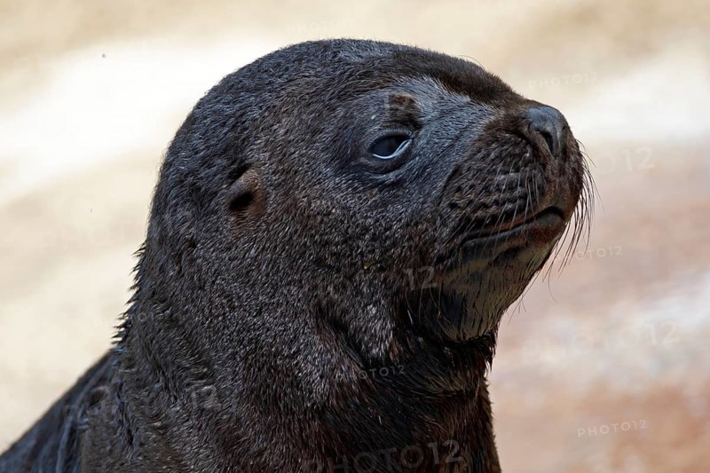 South American sea lion