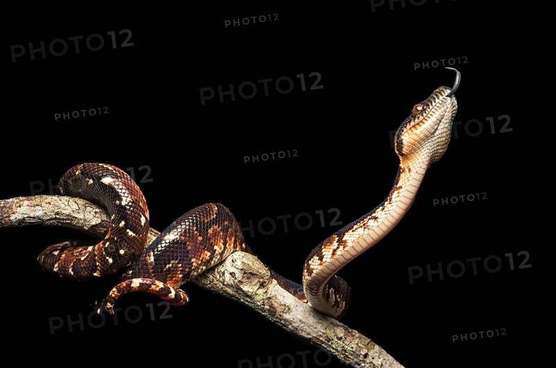 Malagasy Tree Boa