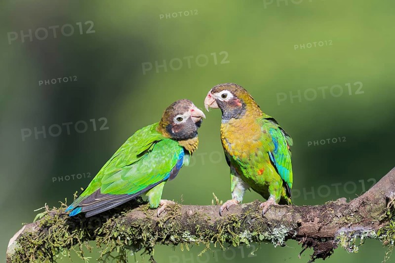 Brown-hooded Parrots