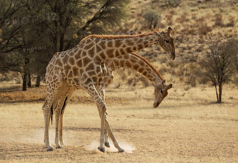 Southern Giraffe