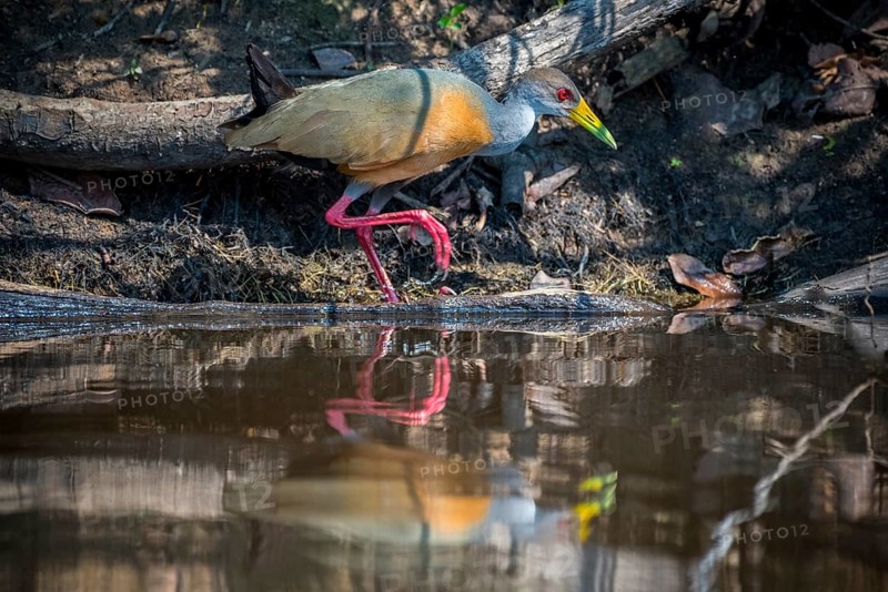 Grey-necked wood rail