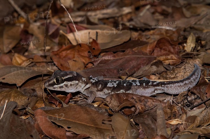 Madagascar large head gecko