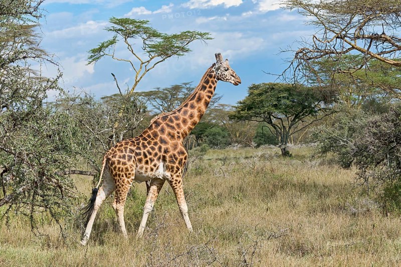 Rothschild's giraffe