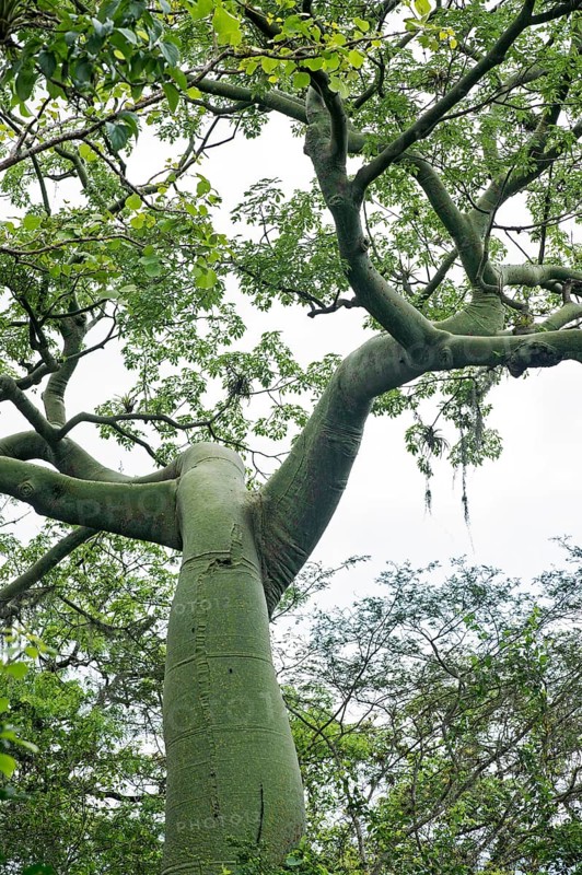 Ceiba Tree