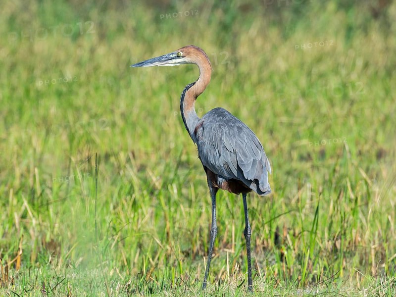 Purple Heron