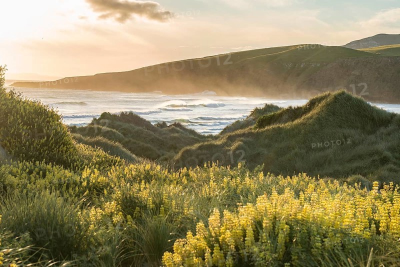 Blooming yellow lupines