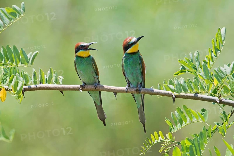 European bee-eaters