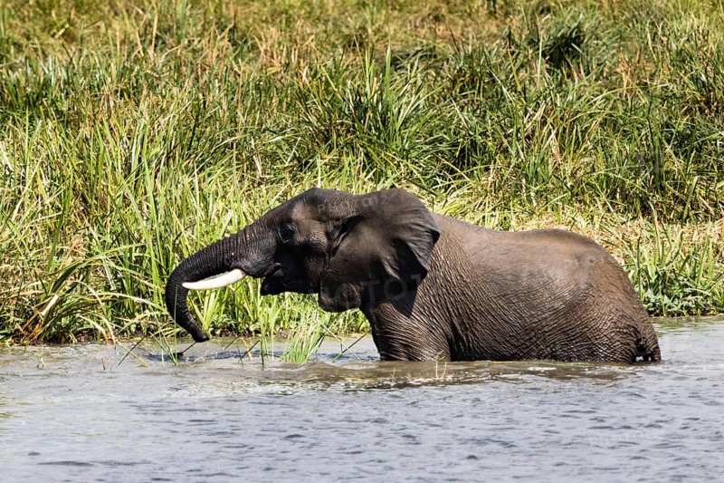 African elephant
