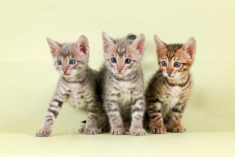 Breedcat Toyger