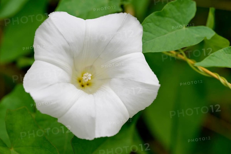 Larger bindweed