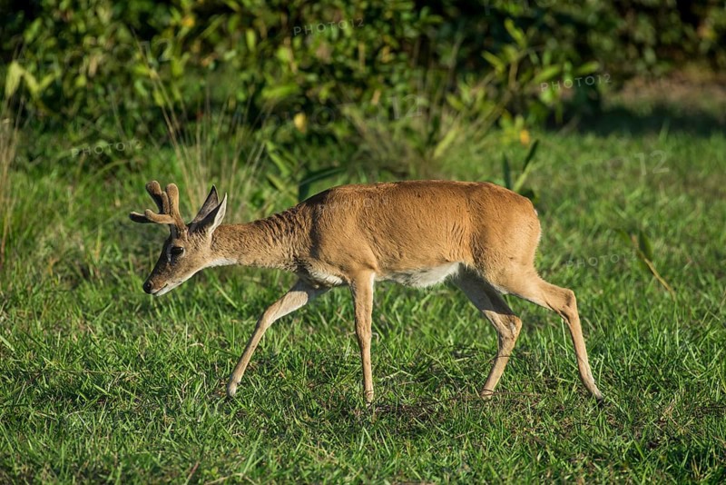 Pampas deer
