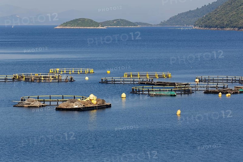 Fish farming Riba Mljet