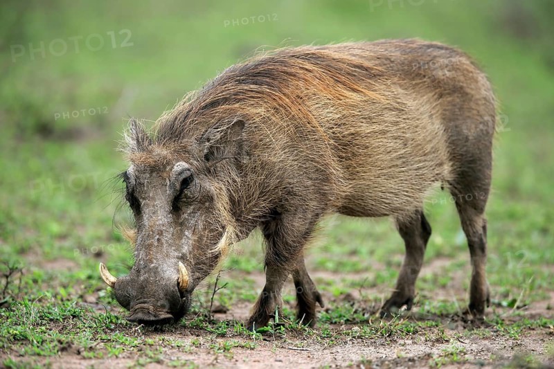 Warthog