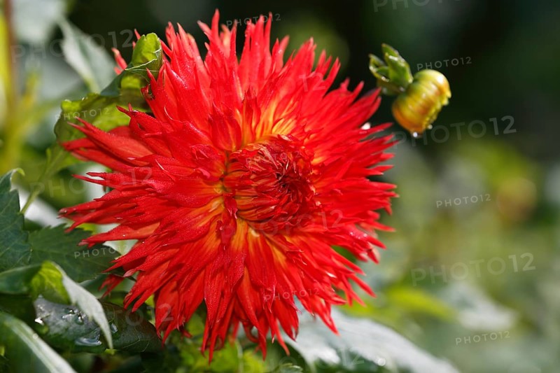 Deer antler dahlia variety Cheyenne