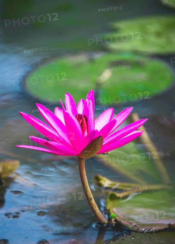 Pink Blossom