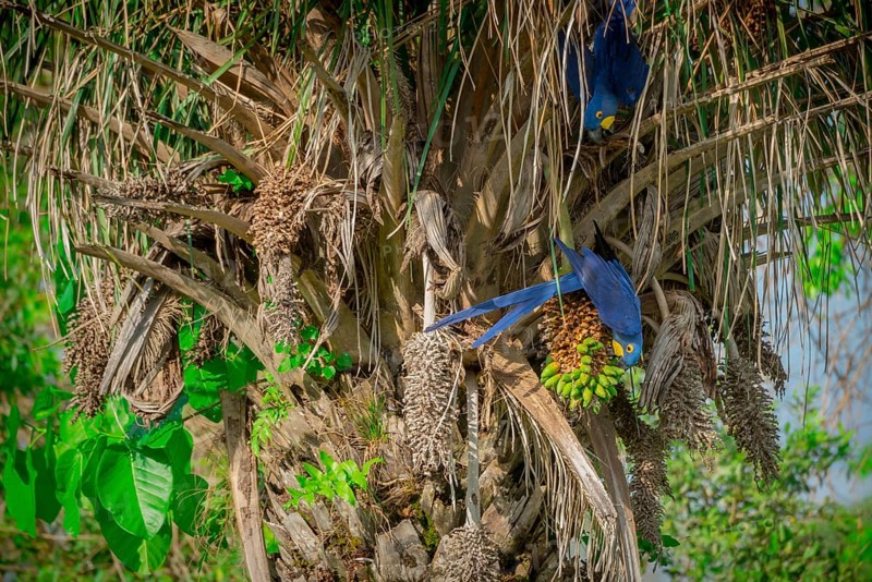 Hyacinth macaws
