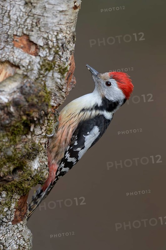 Middle spotted woodpecker