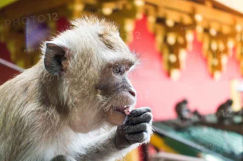 Monkey