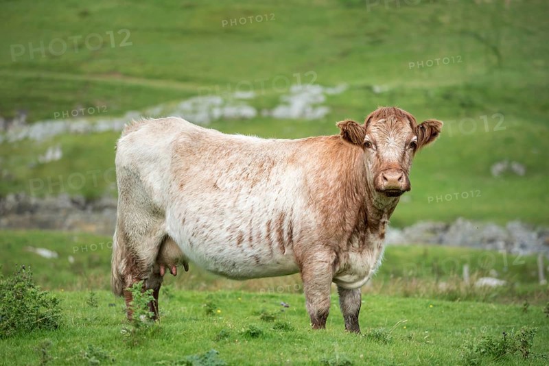 Cow
