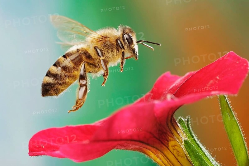 Western or European honey bee