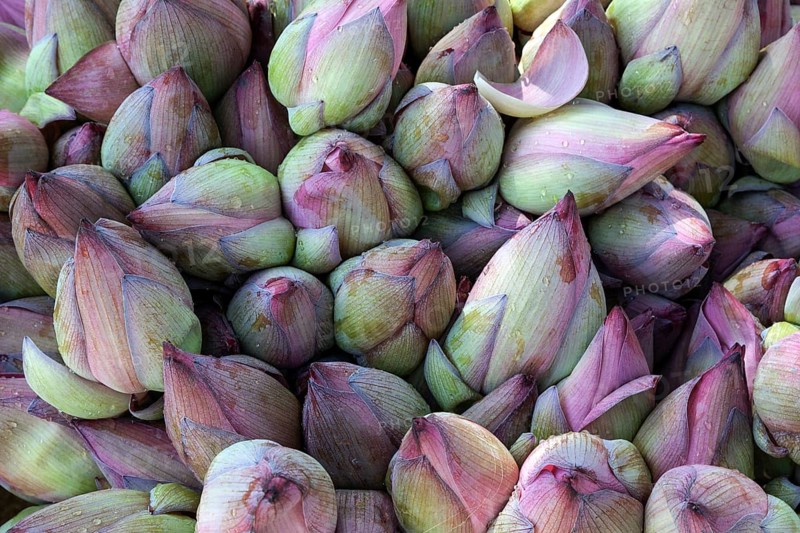 Closed lotuses