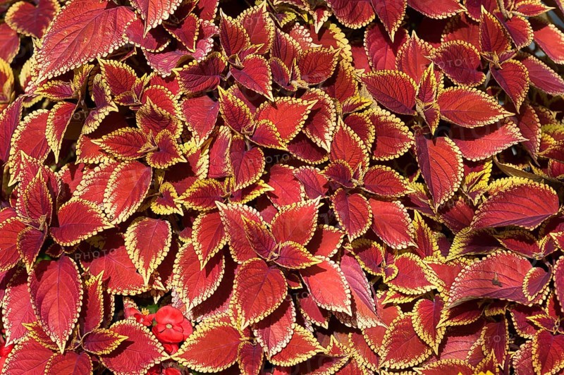 Coleus