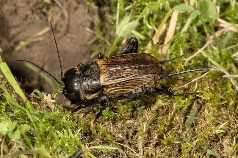 Field cricket