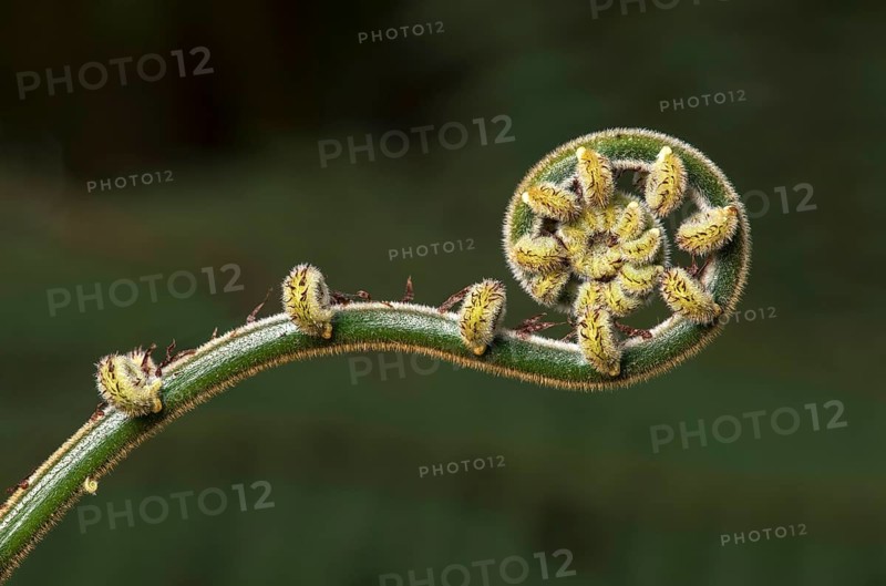 Evolving growing tip of a fern frond