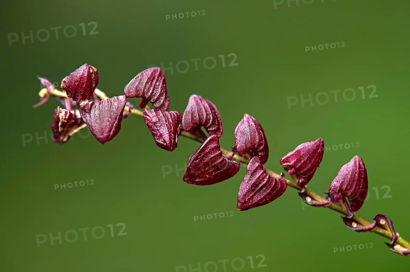 Neotropical Miniaturorchidee Stelis spec.