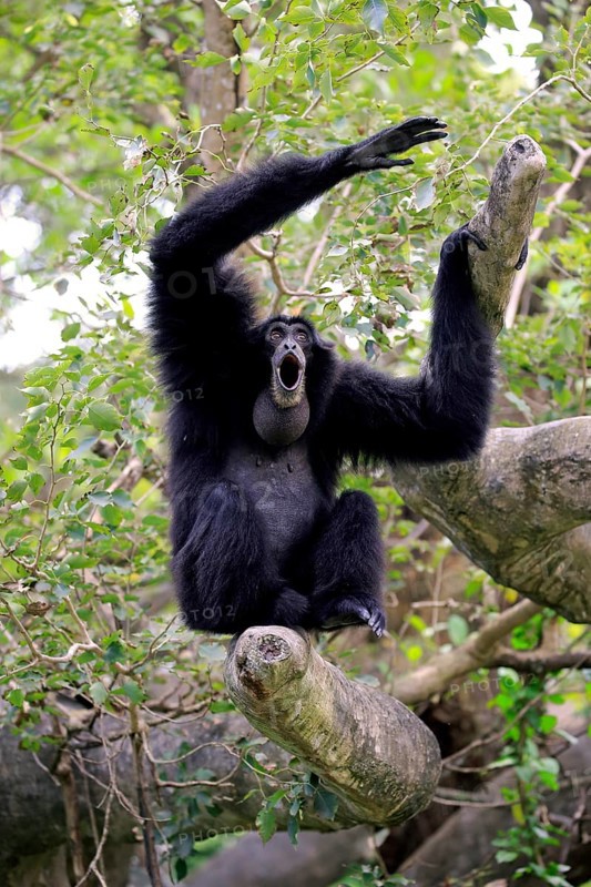Siamang
