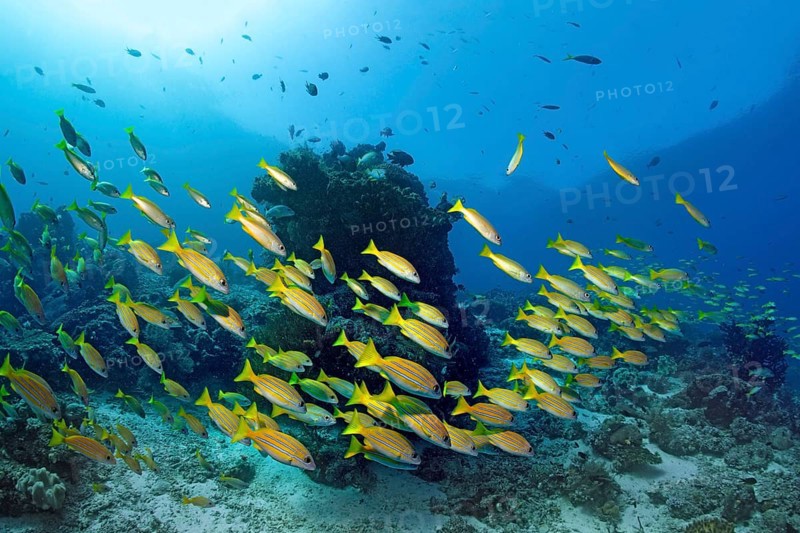 School of Bluestripe Snapper