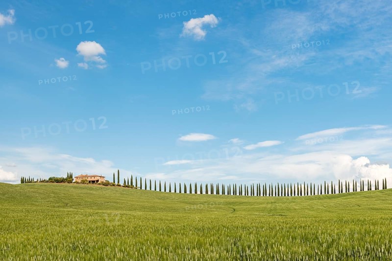 Country estate Poggio Covili with road lined with cypress trees