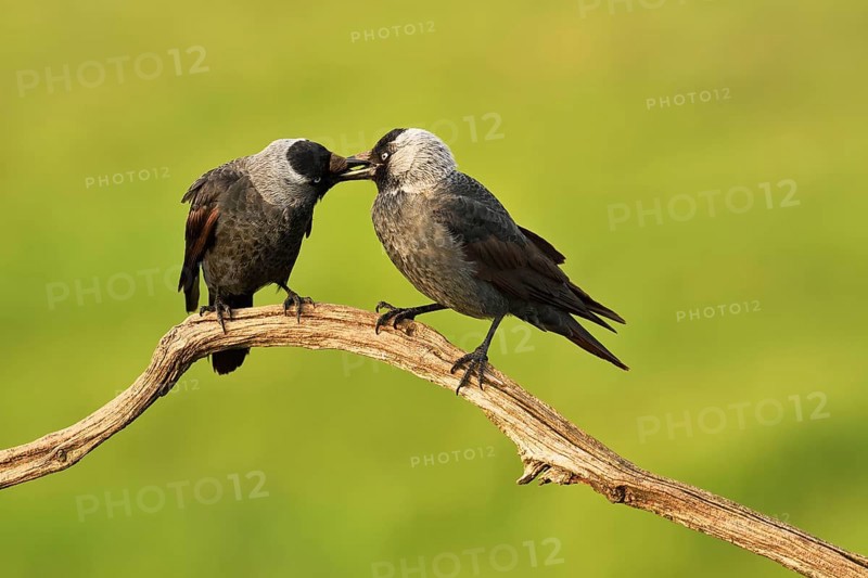 Western jackdaws