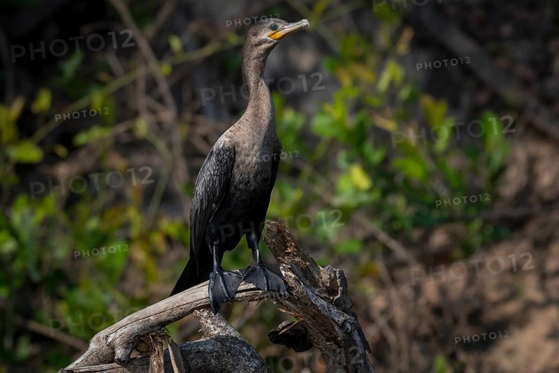 Olivaceous cormorant