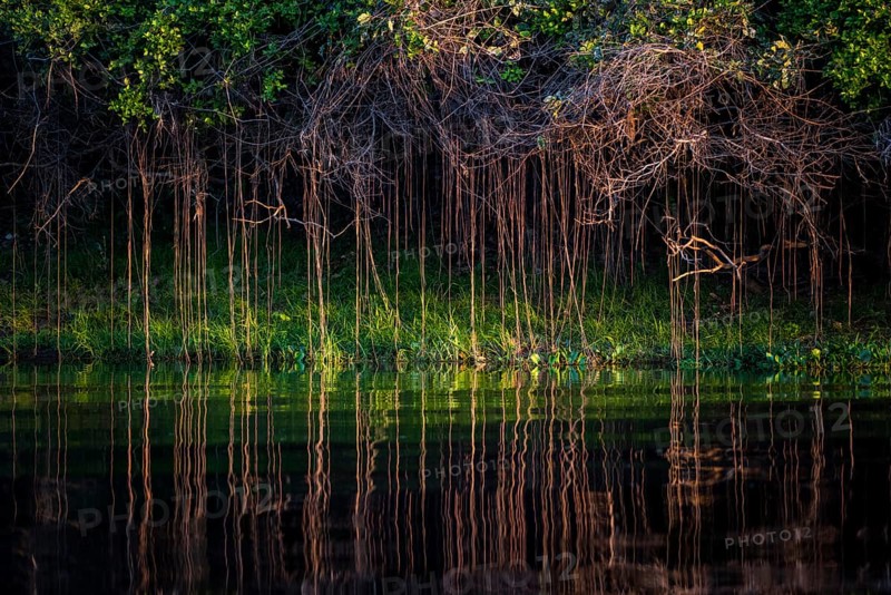 Aerial roots on the banks of the Rio Negro