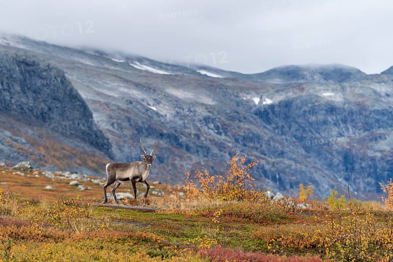 Reindeer