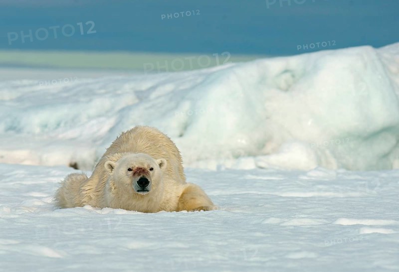 Polar bear