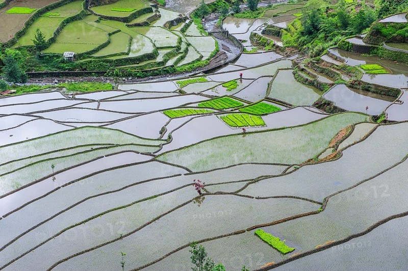 Rice terraces of Banaue
