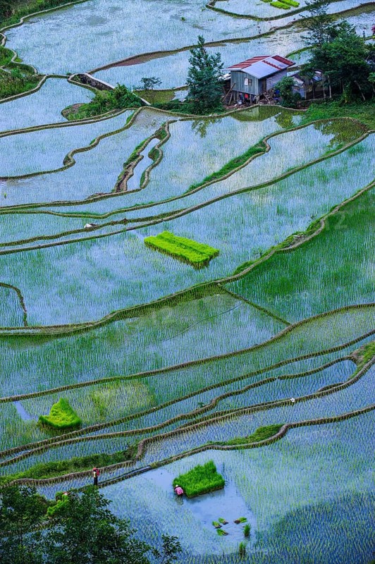 Rice terraces of Banaue