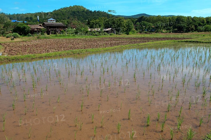 Rice field