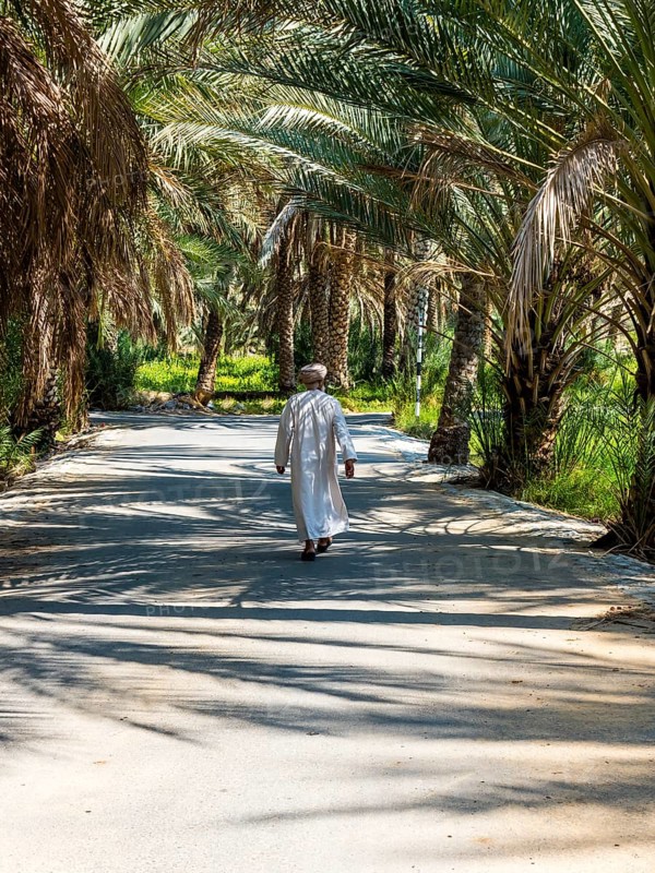 Date palm grove